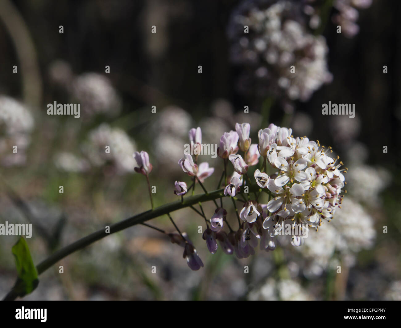 Thlaspi caerulescens,  Alpine Penny-cress or Alpine Pennygrass, common in Norway in early spring Stock Photo
