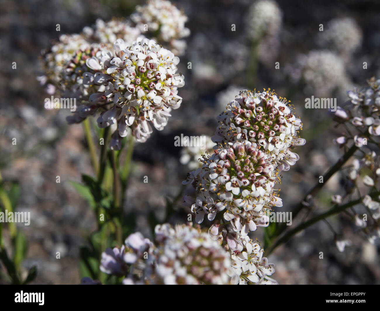 Thlaspi caerulescens,  Alpine Penny-cress or Alpine Pennygrass, common in Norway in early spring Stock Photo