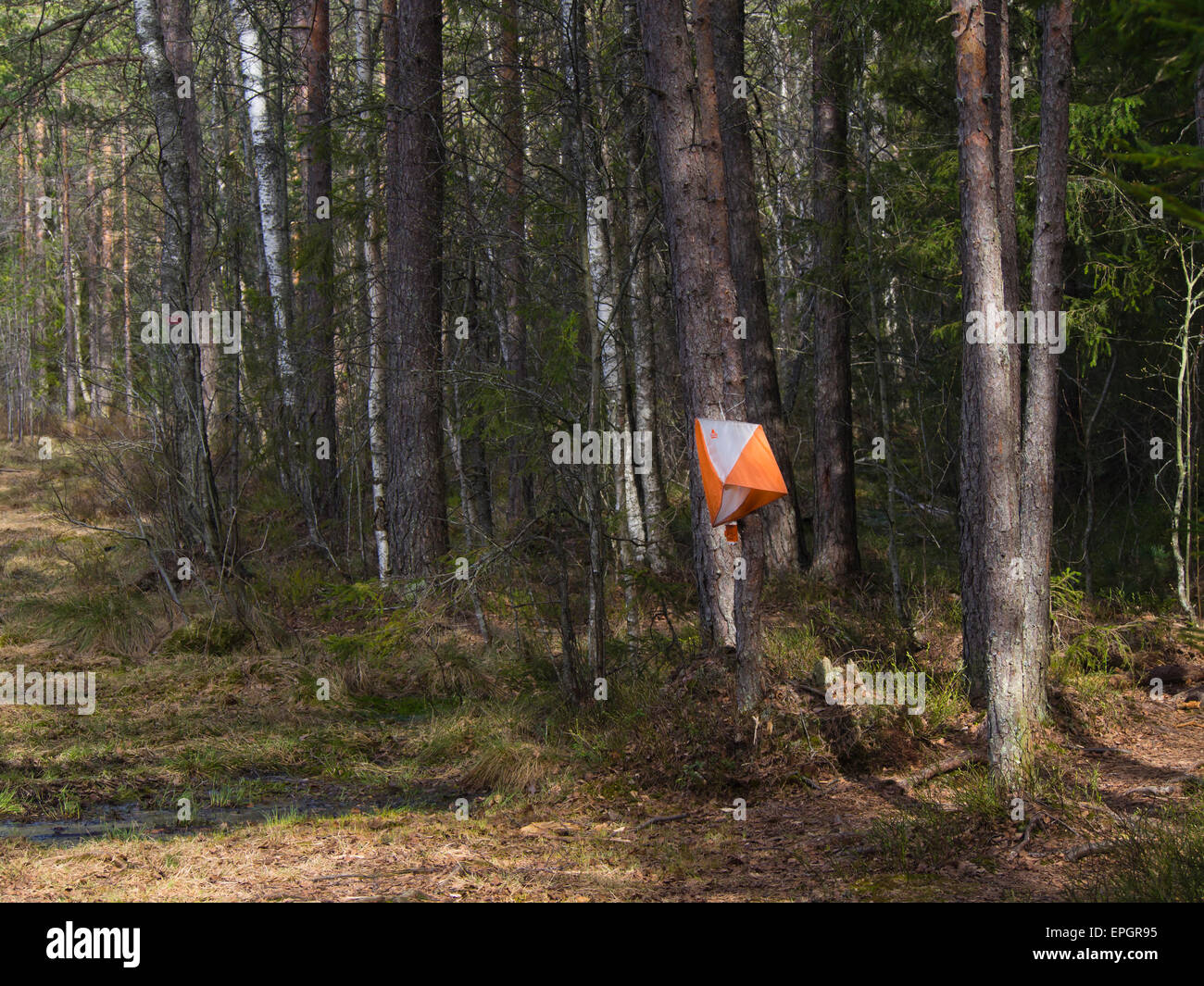 The international Orienteering flag marking a control point in the Norwegian forest near Oslo Norway Stock Photo