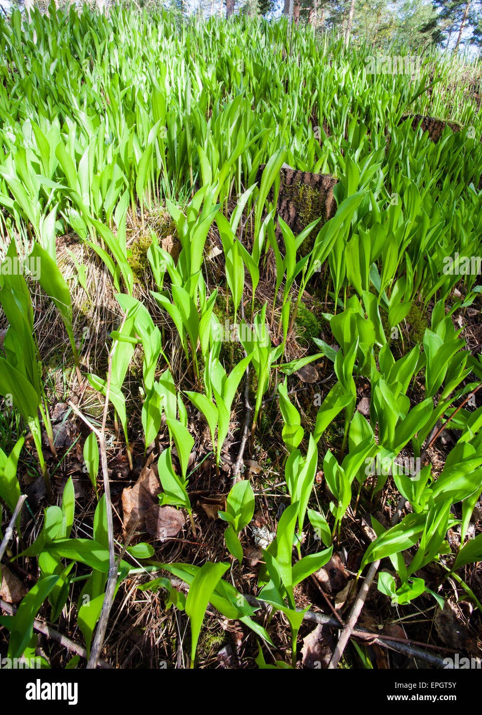 Lily of the valley young shoots (Convallaria majalis Stock Photo Alamy