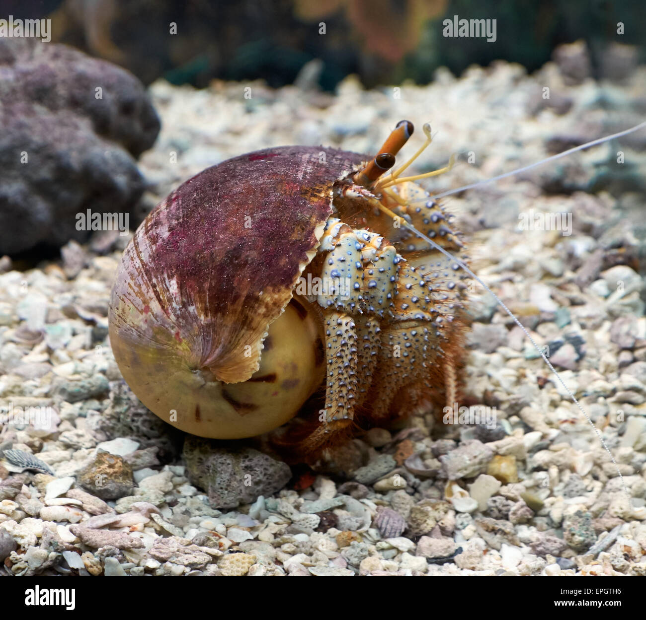 Close up shot hermit crab hi-res stock photography and images - Alamy