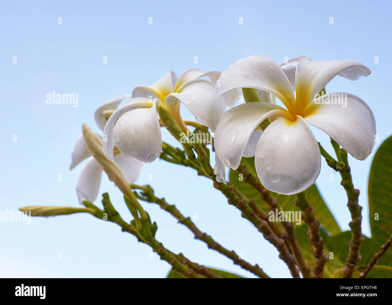 Frangipani - plumeria flower Stock Photo