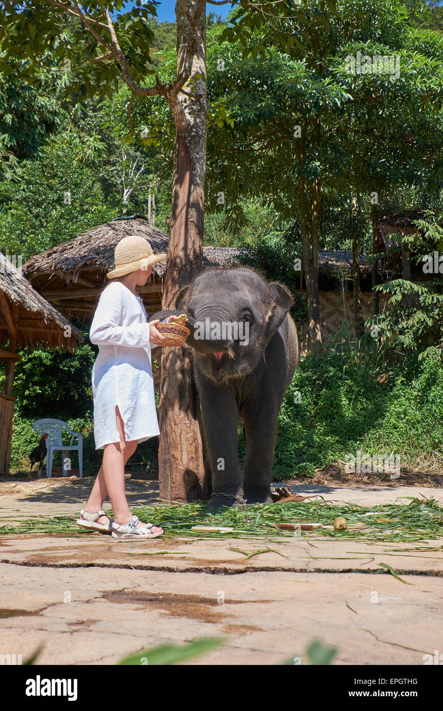 Teen girl feeding elephant calf Stock Photo Alamy