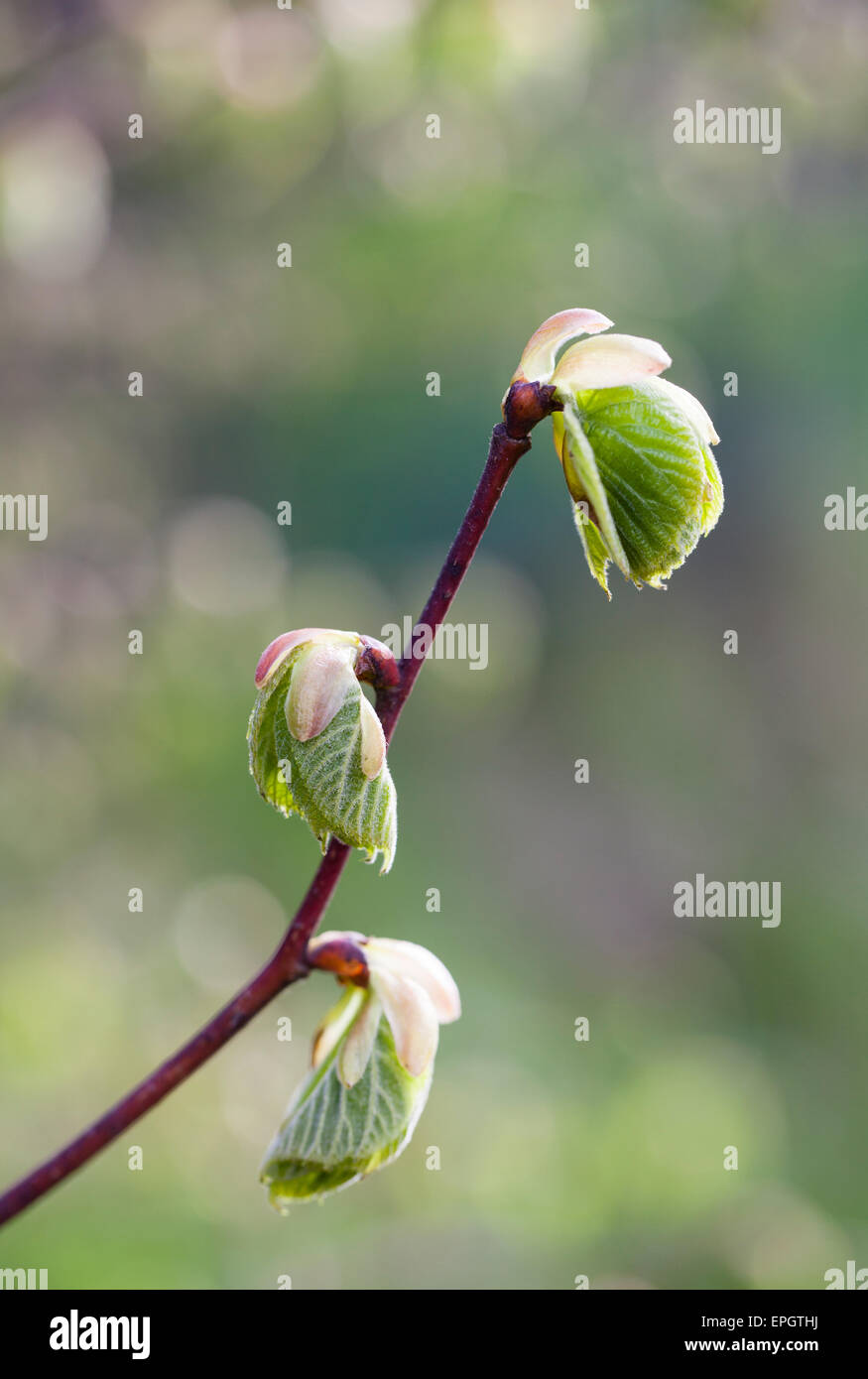 Young common lime buds (Tilia x eurpaea) Stock Photo