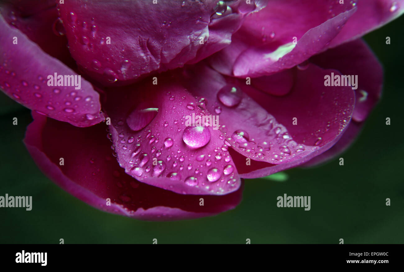 Petals of a peony in drops close-up Stock Photo