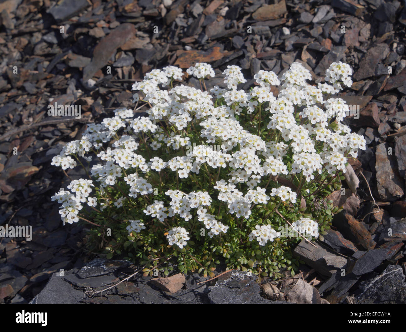 Pritzelago alpina or Hornungia alpina, a small plant with white flowers in springtime, Oslo botanical garden Norway Stock Photo