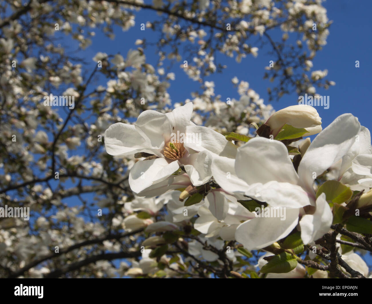 Magnolia (probably) kobus borealis, layers of flowers against a blue sunny sky, springtime in Oslo Botanical garden, Norway Stock Photo