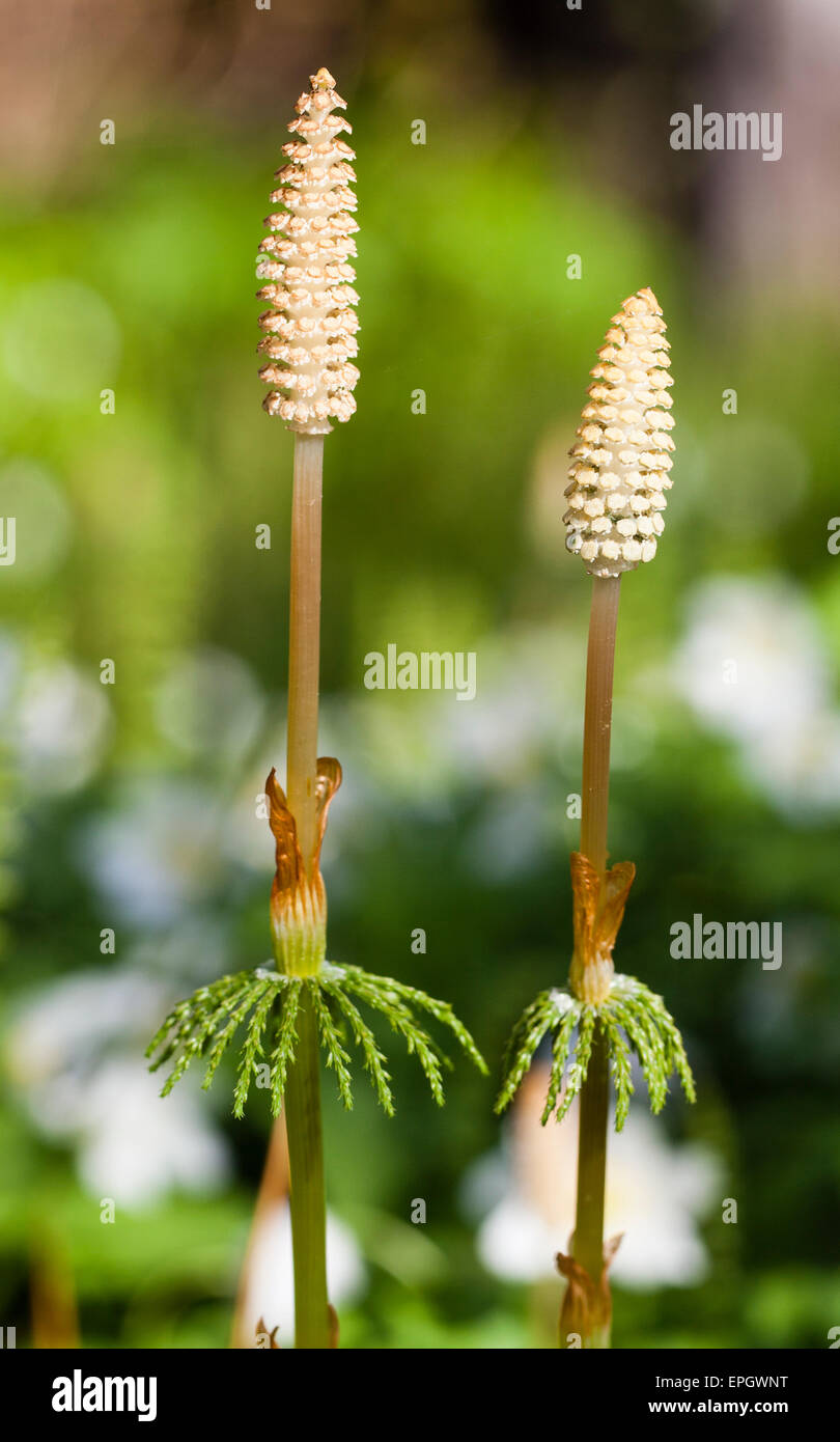 Wood horsetail sporangia (Equisetum sylvaticum) Stock Photo