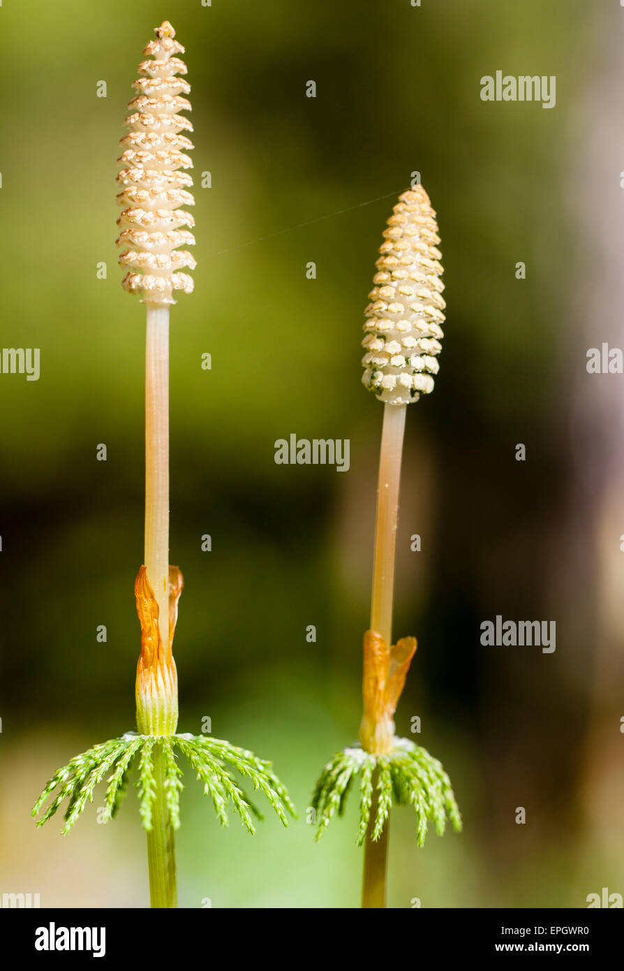 Wood horsetail sporangia (Equisetum sylvaticum) Stock Photo