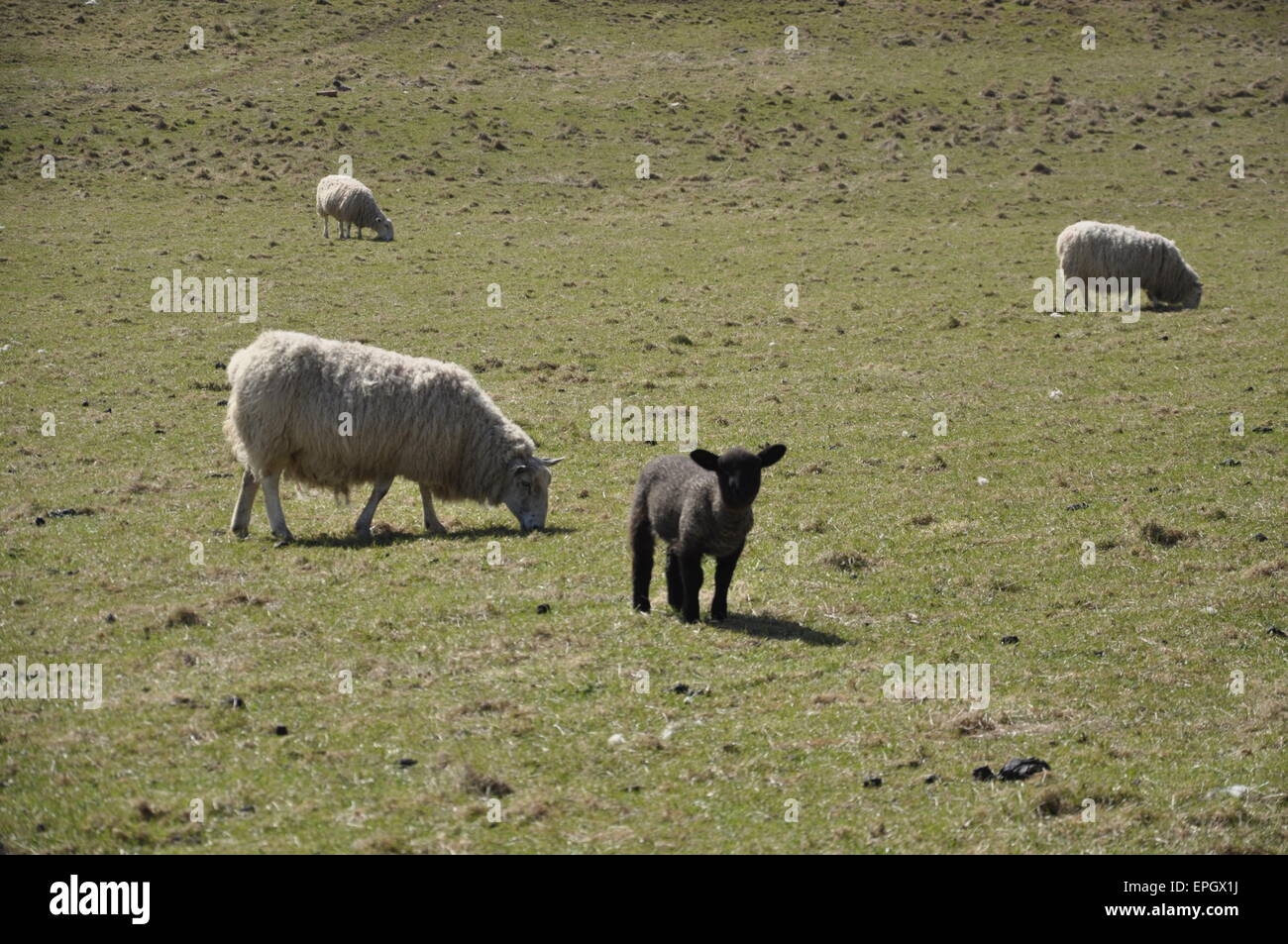 Black sheep, Stock Photo