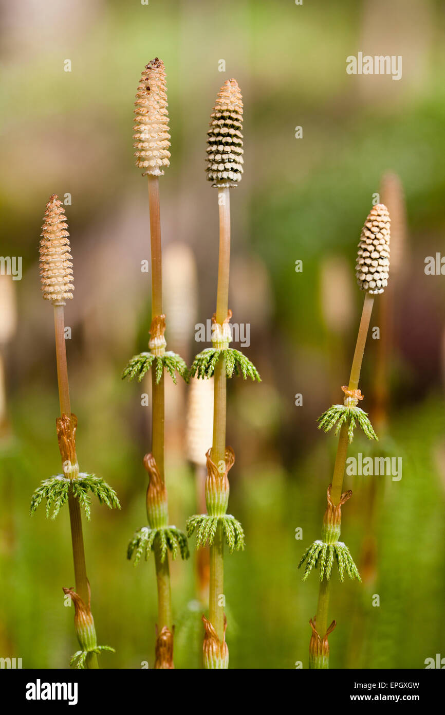 Horsetail Fern High Resolution Stock Photography and Images Alamy