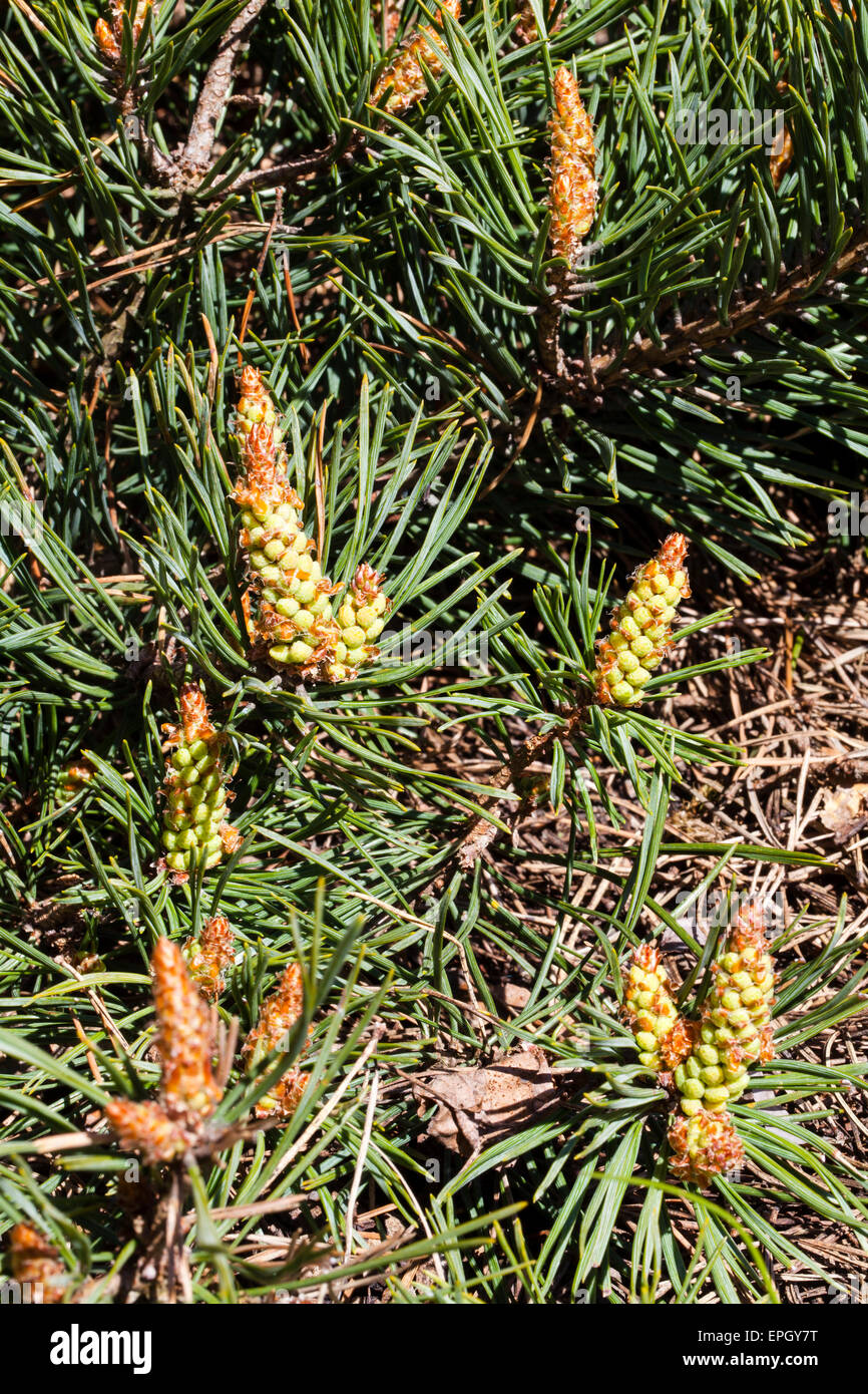 Flowering pine (Pinus sylvestris) Stock Photo