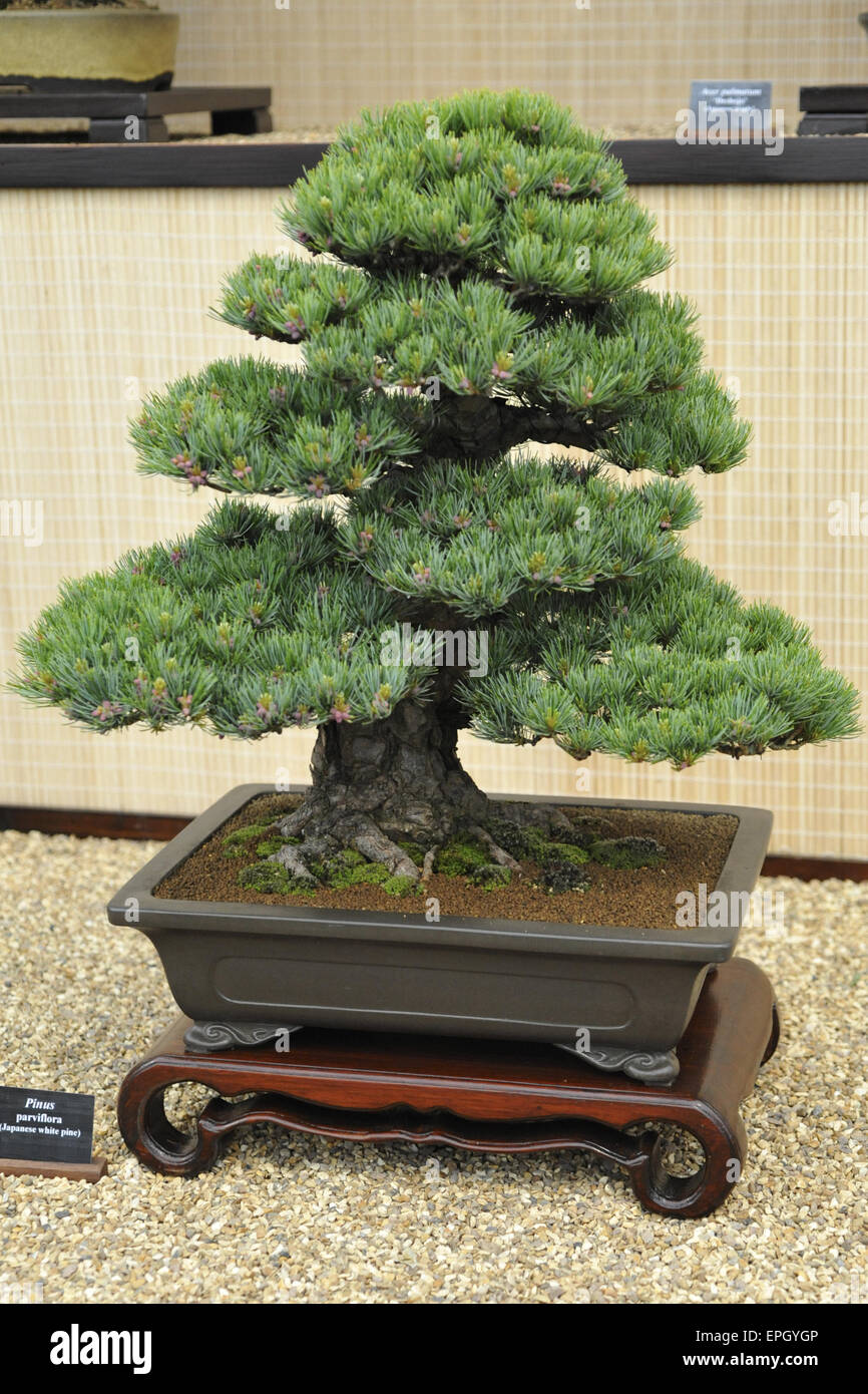 London, UK. 18th May, 2015. A Bonsai Japanese White Pine (Pinus parviflora) at the Chelsea Flower Show. Credit:  Michael Preston/Alamy Live News Stock Photo