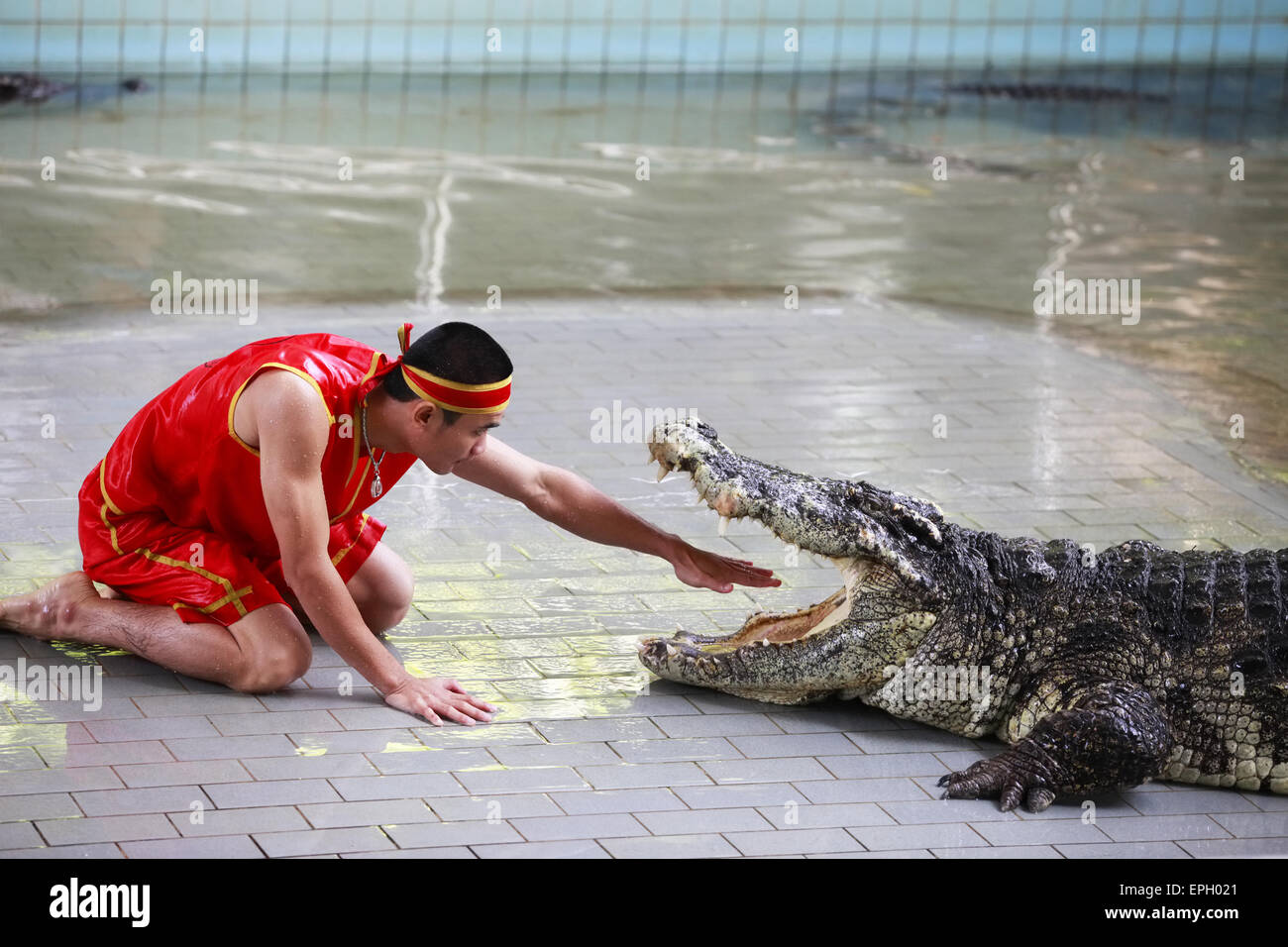 Crocodile show in Thailand Stock Photo Alamy