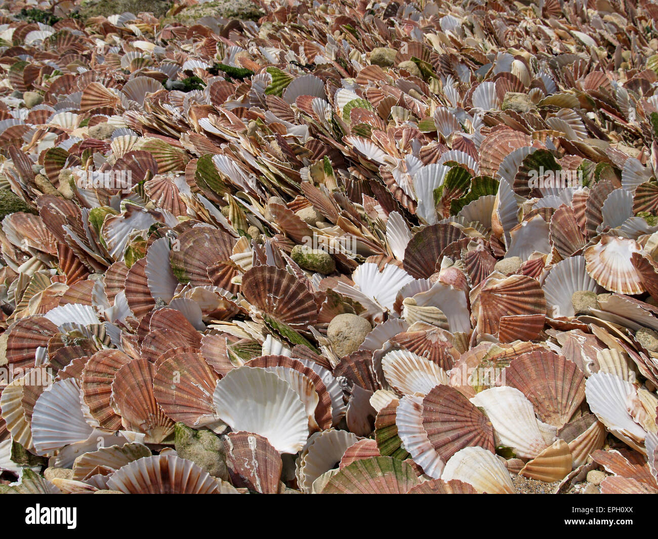 Thousands of scallop sea shells gathered on the beach and harbour side in Port En Bessin
