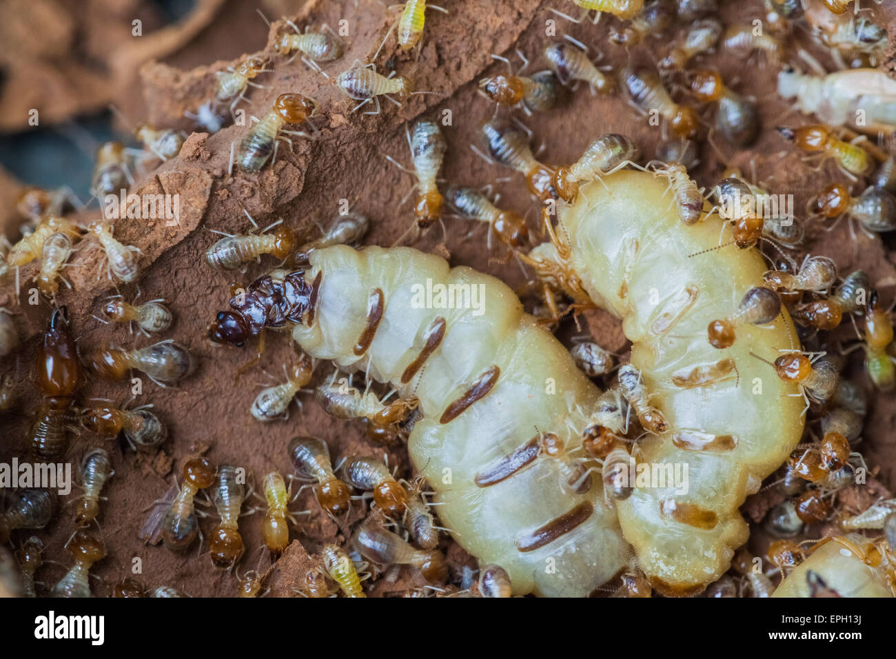 termite Stock Photo