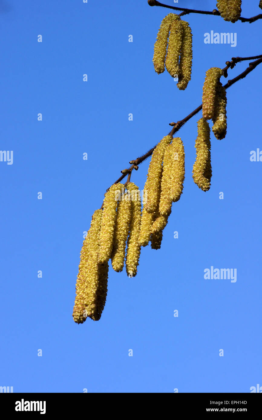 Hazel Stock Photo - Alamy