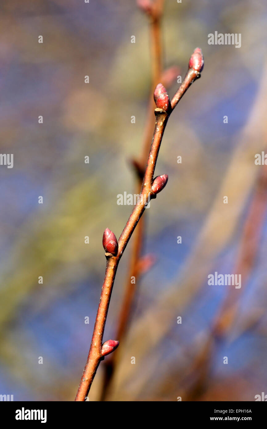 Common lime tree buds hires stock photography and images Alamy