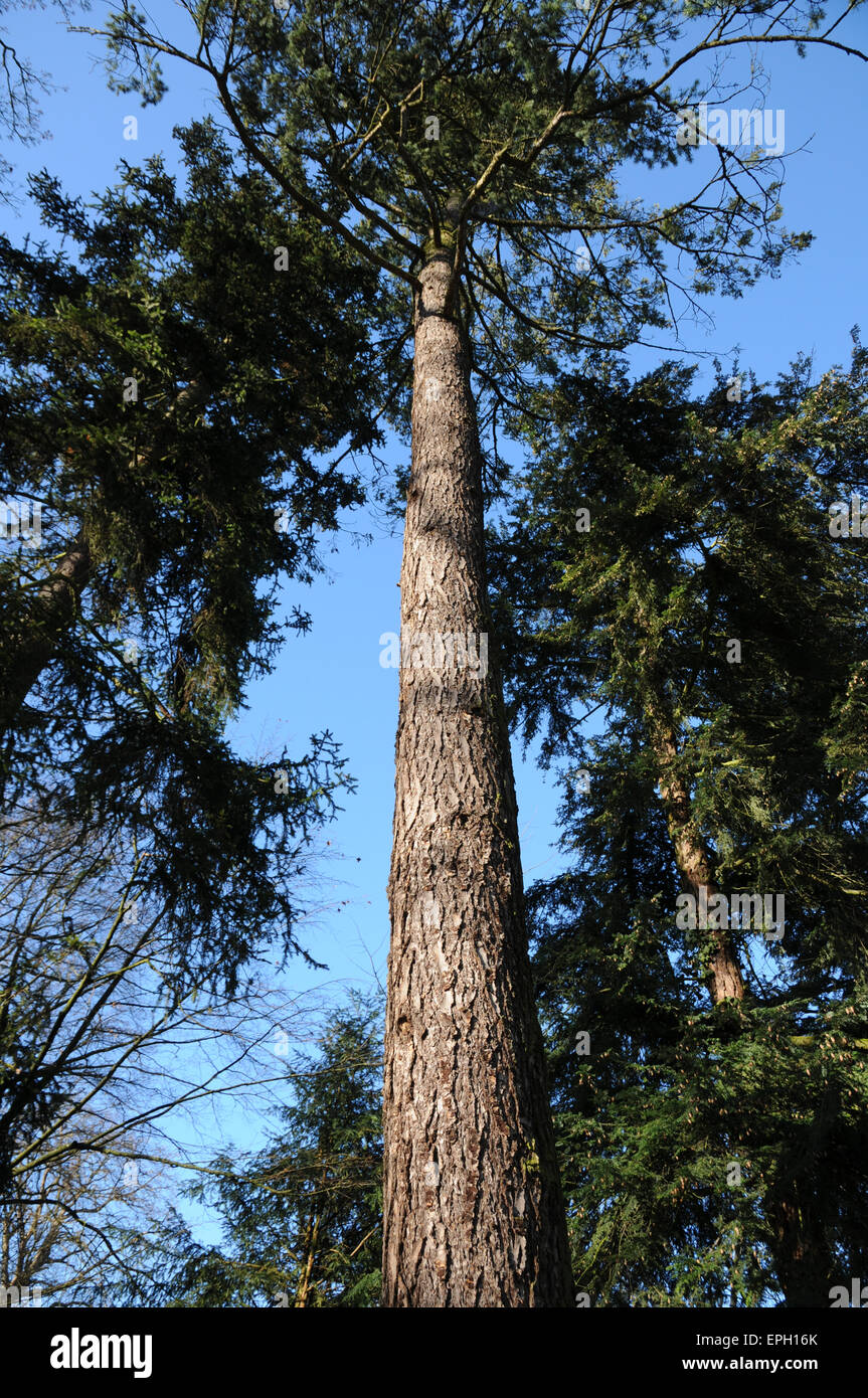 Blue spruce Stock Photo