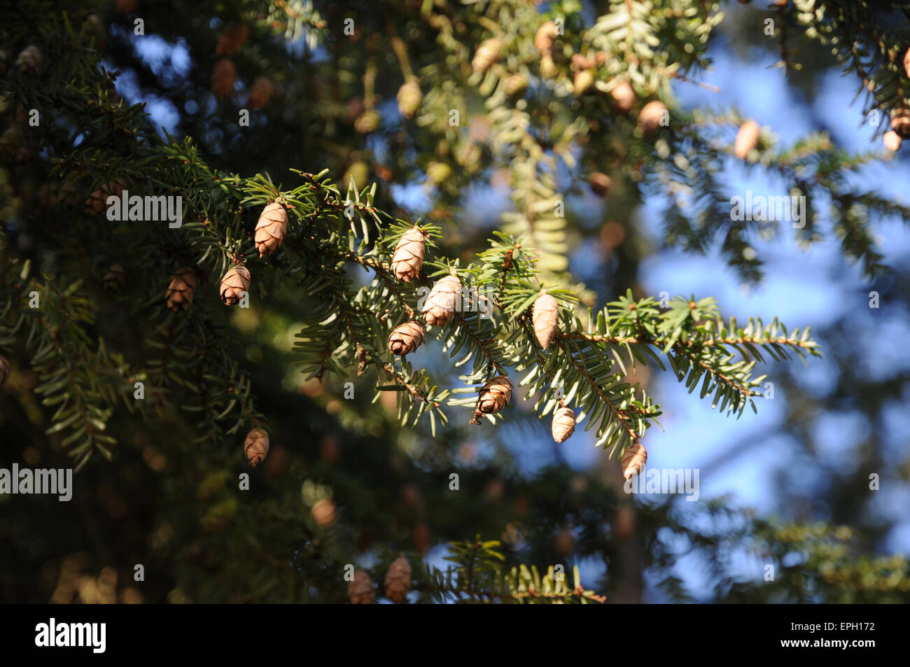 Hemlock fir, cones Stock Photo