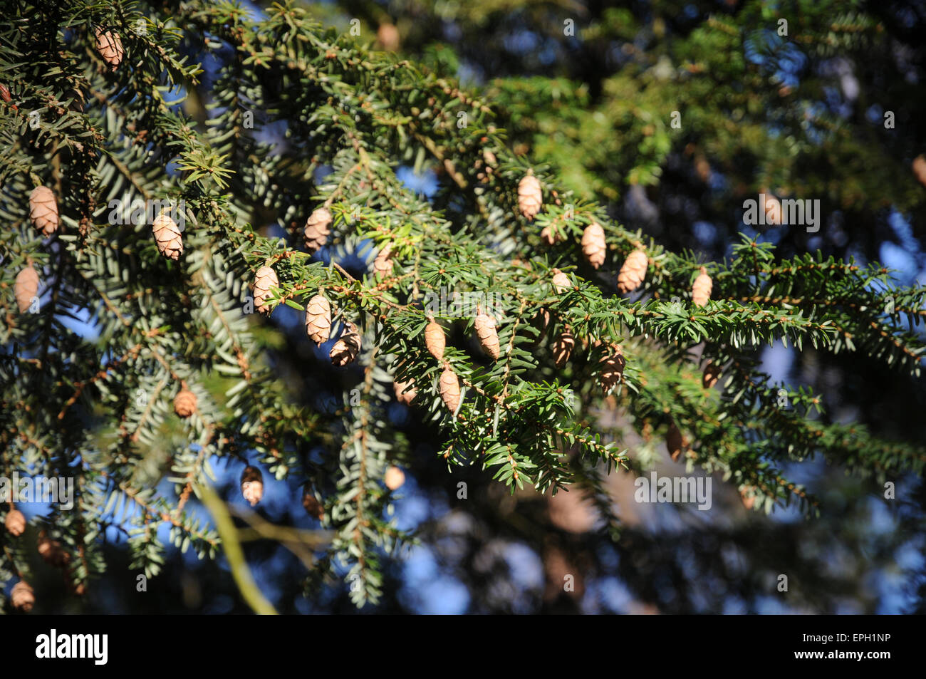 Hemlock fir, cones Stock Photo