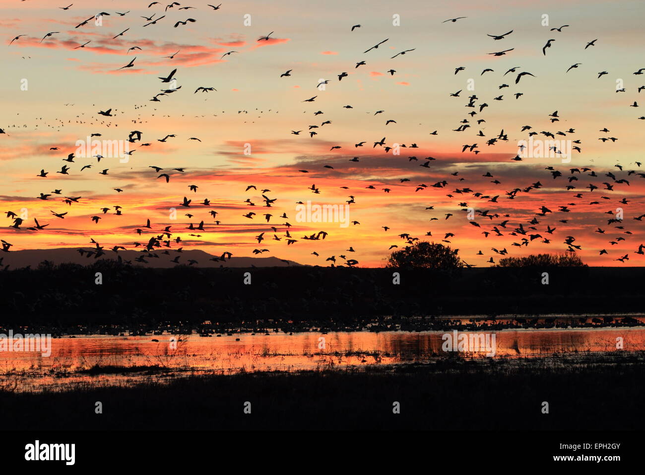 snow geese at sunrise Stock Photo