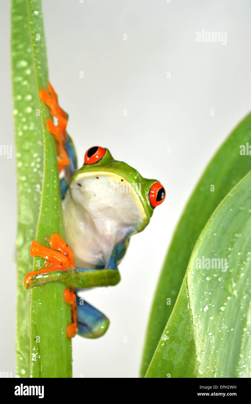 Red eye frog(agalychnis callidryas) Stock Photo