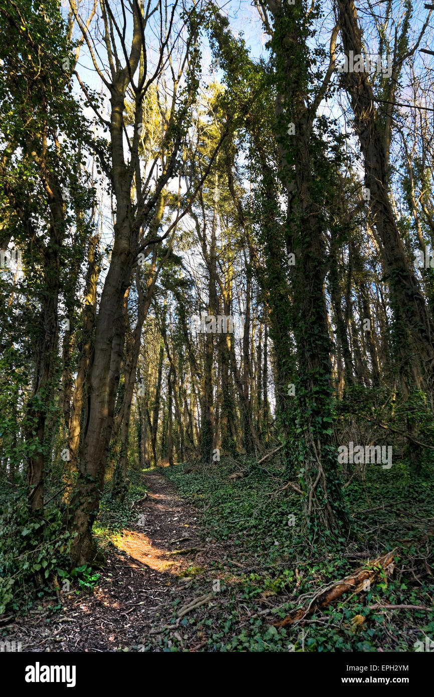 Bridleways and pathways criss cross Brighstone Forest, Isle of Wight home of wildlife, buzzards. Stock Photo