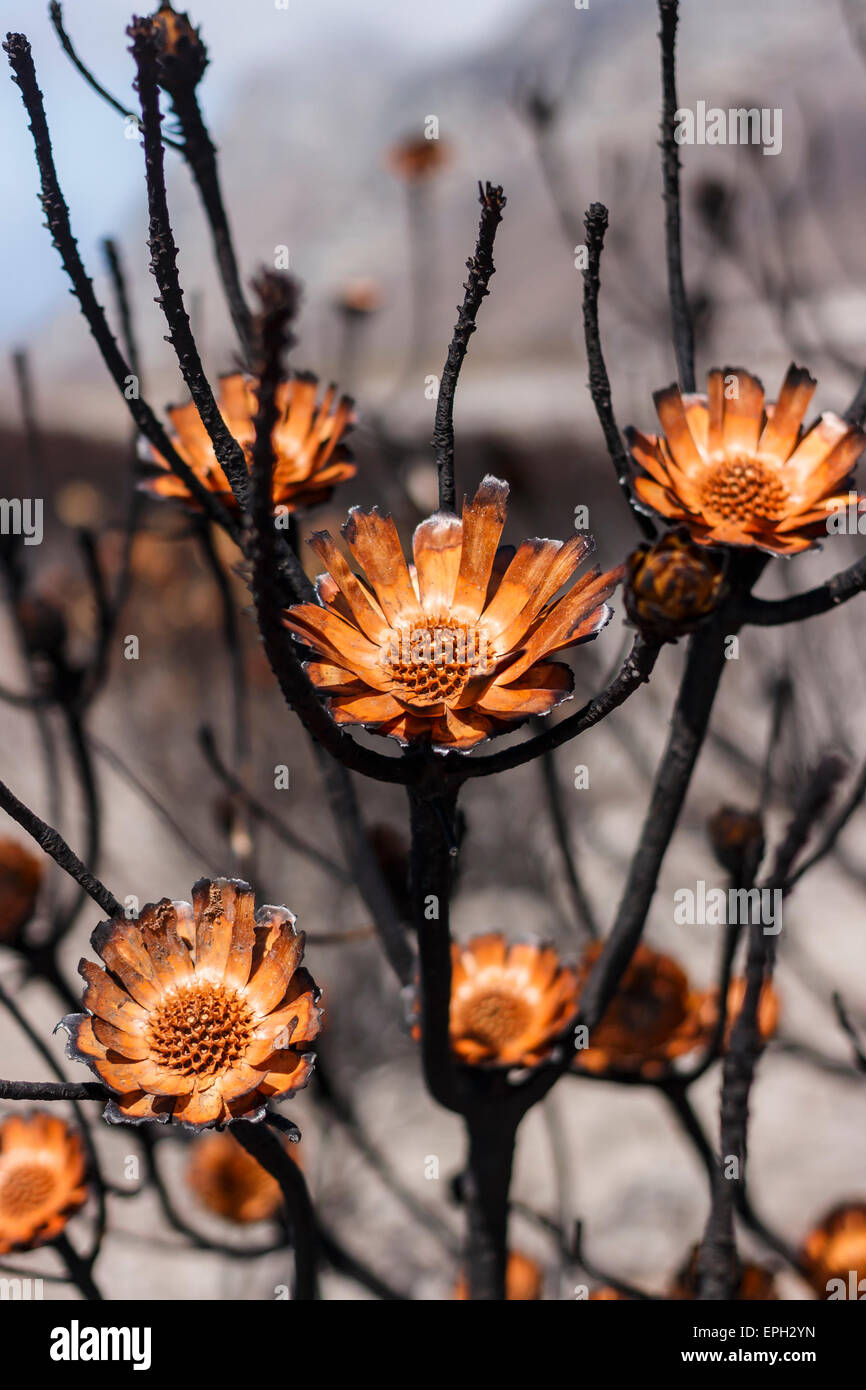 Proteas burnt during a wildfire Stock Photo