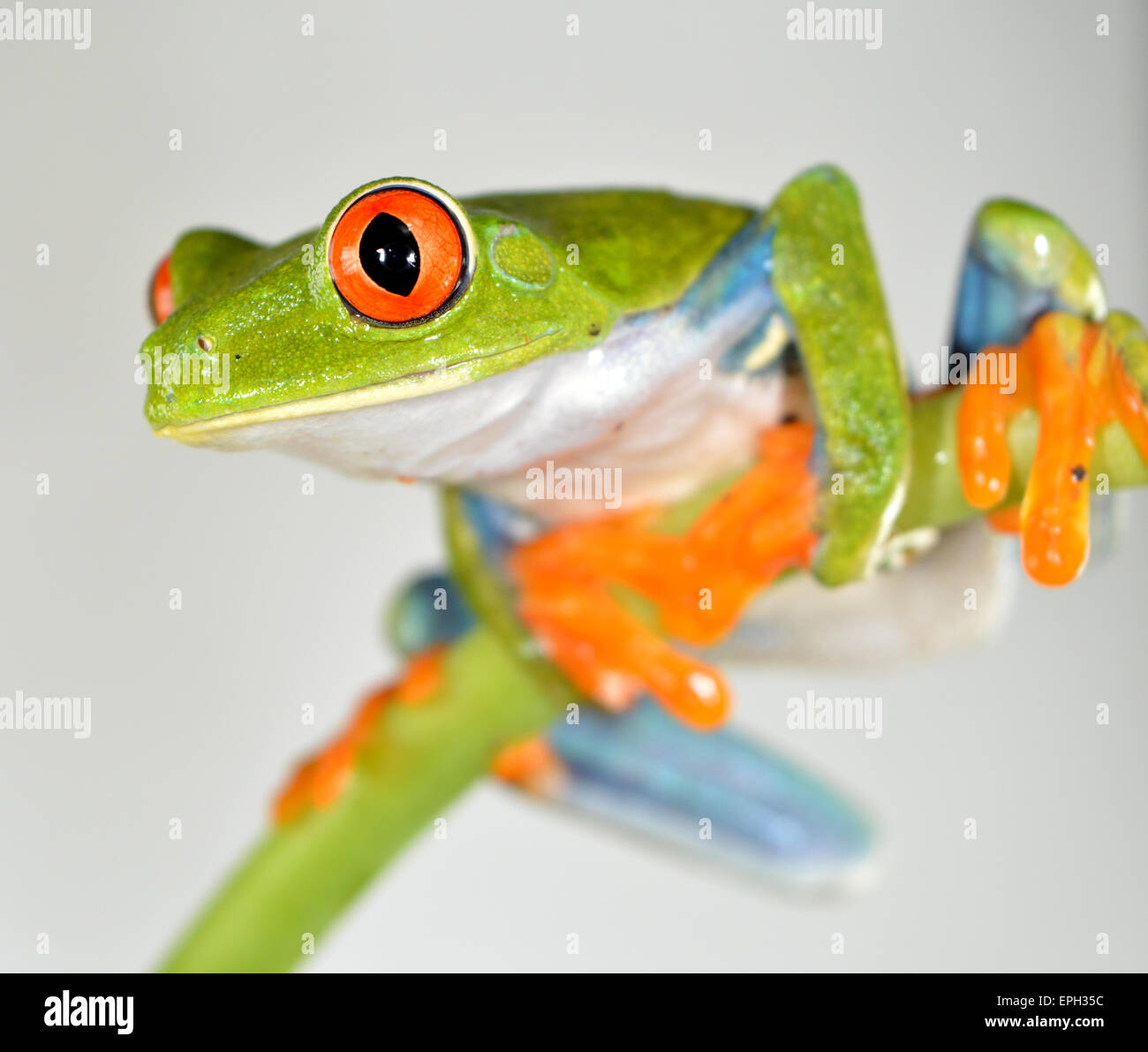 Red eye frog(agalychnis callidryas) Stock Photo
