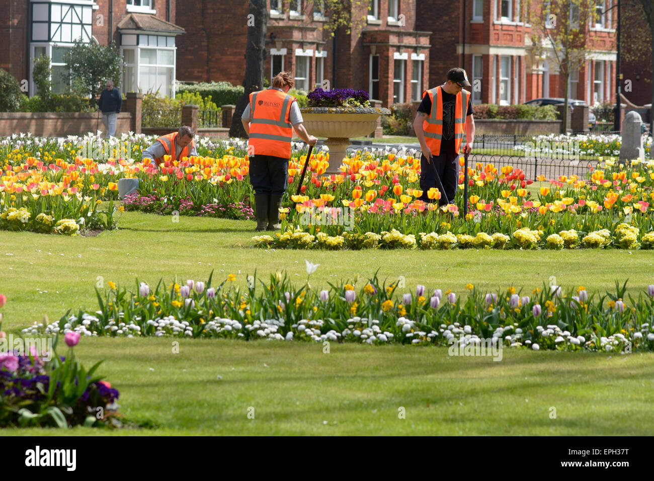 Local government employed gardeners tending public flower gardens in Bedford Bedfordshire England Stock Photo