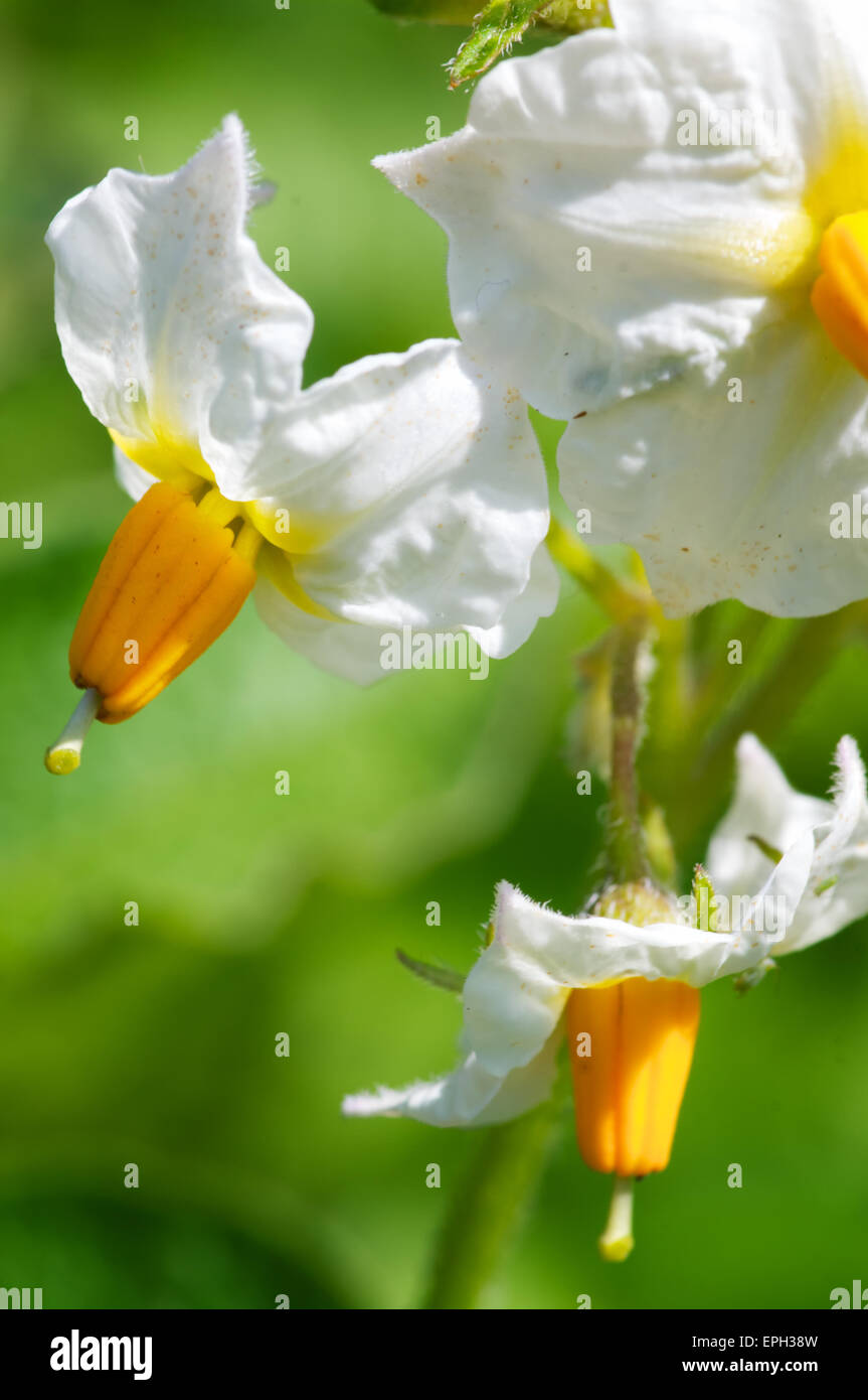Blossom of potato plants Stock Photo Alamy