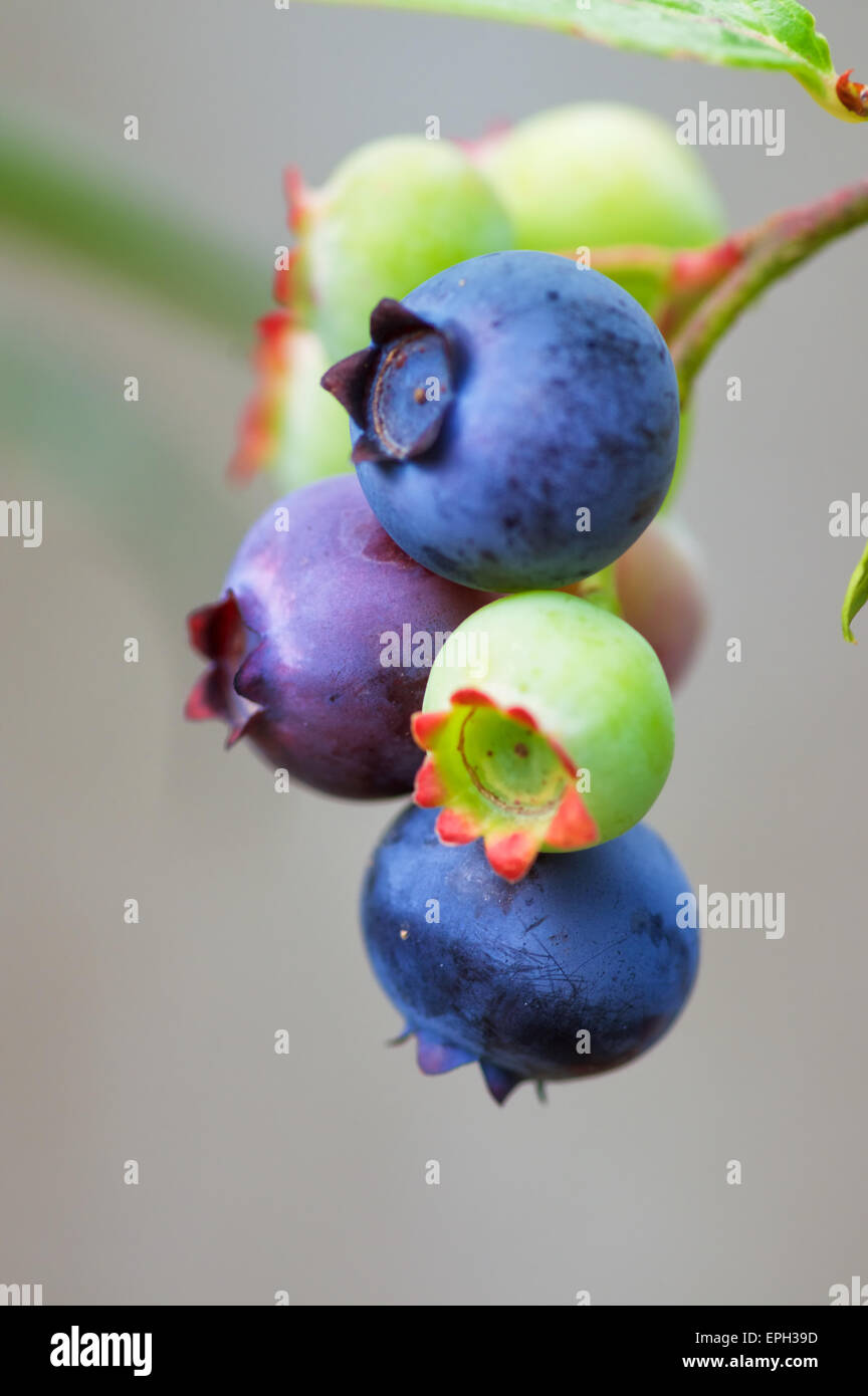 Blueberry fruits Stock Photo