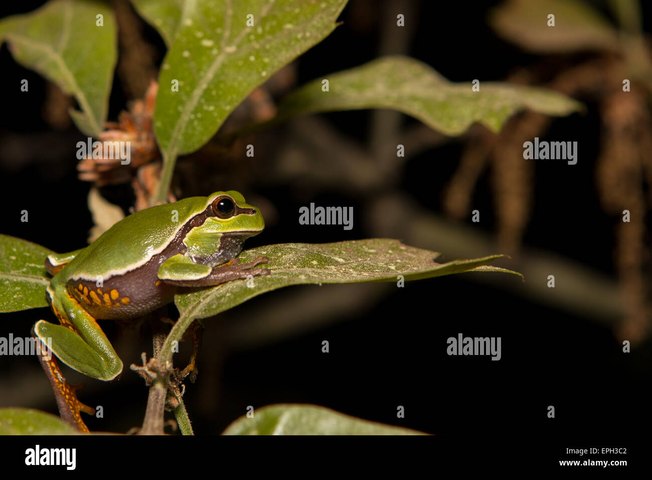 Pine barrens tree frog climbing a scrub oak - Hyla andersonii Stock Photo