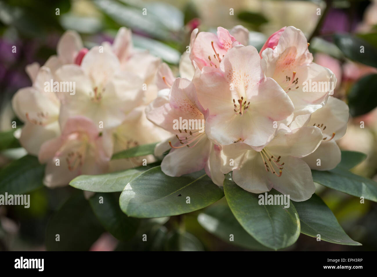 Cream colored flowers hires stock photography and images Alamy
