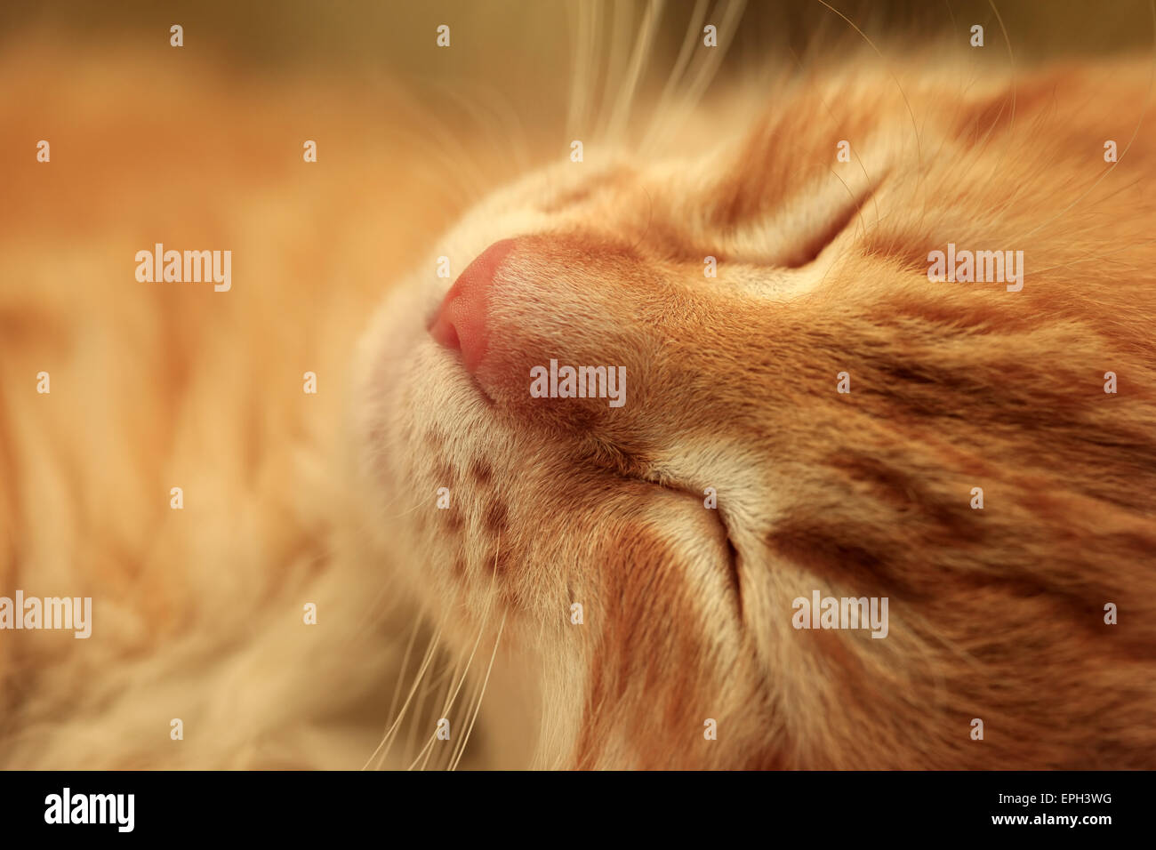 sleepy kitten Stock Photo