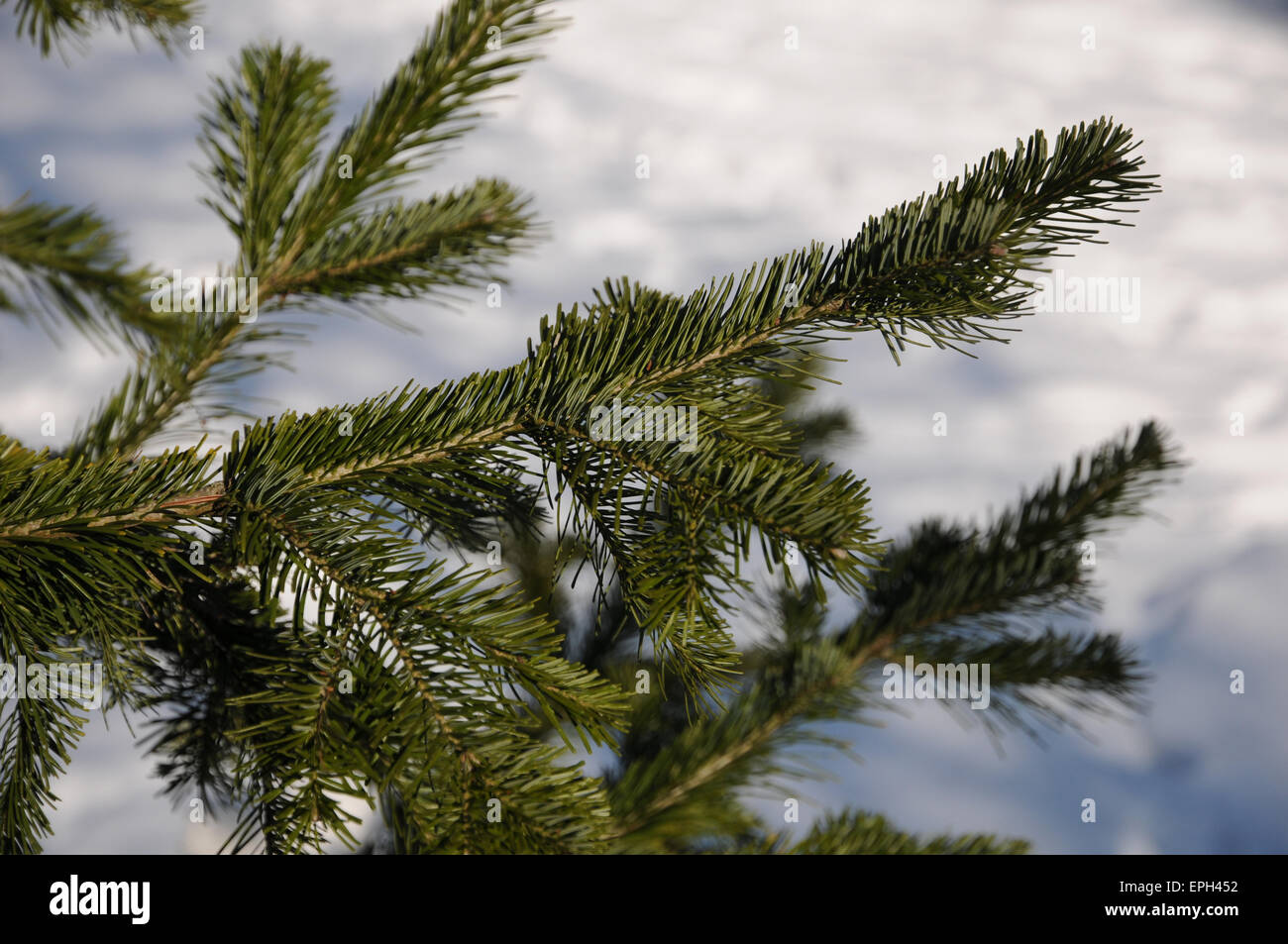 Siberian fir