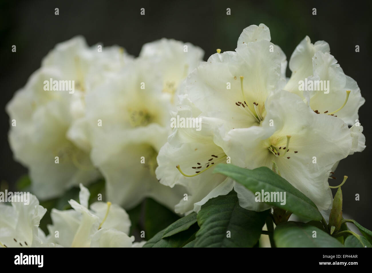 Rhododendron Adriaan Koster white rich flowers Stock Photo