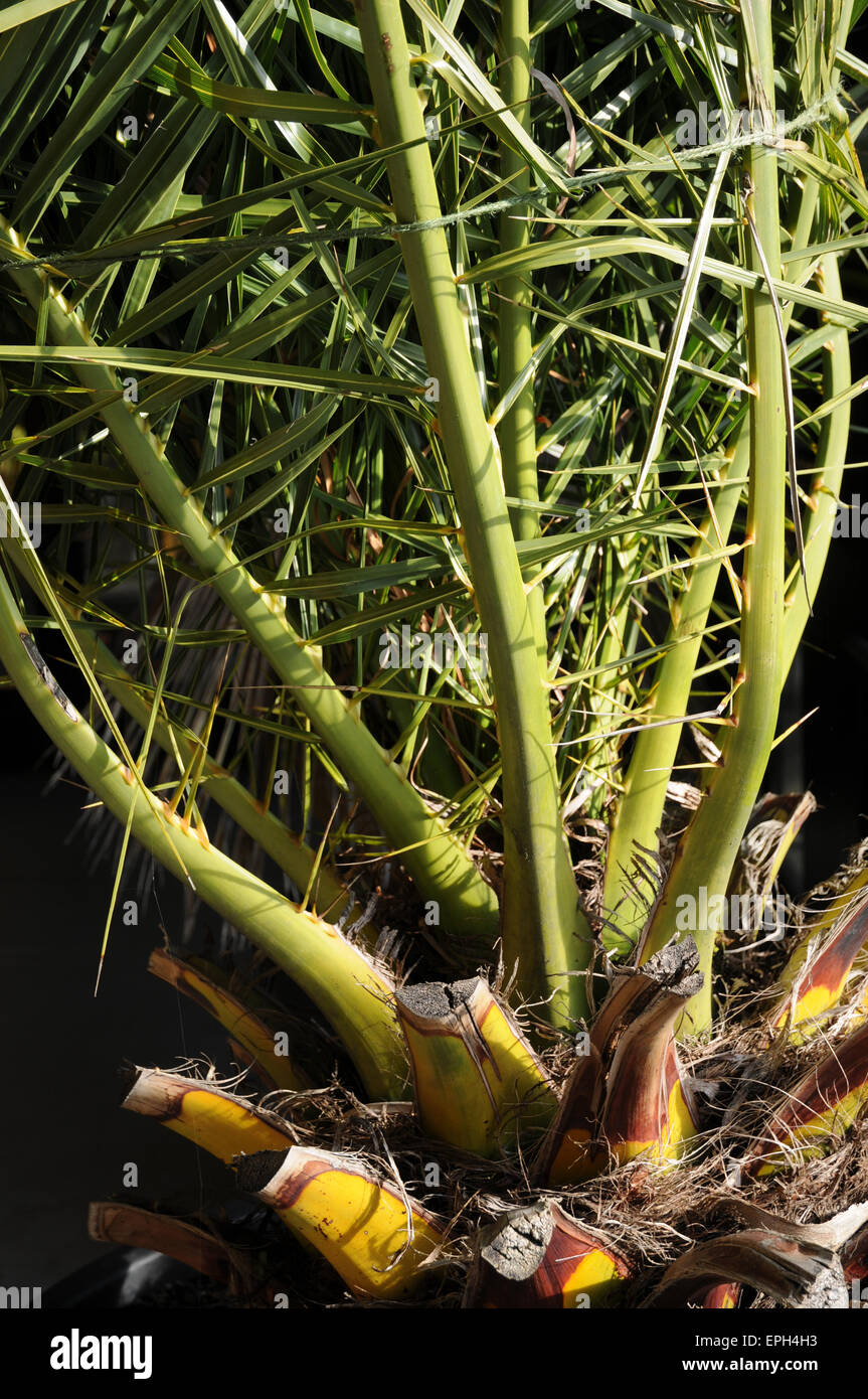 Canary island date palm Stock Photo Alamy