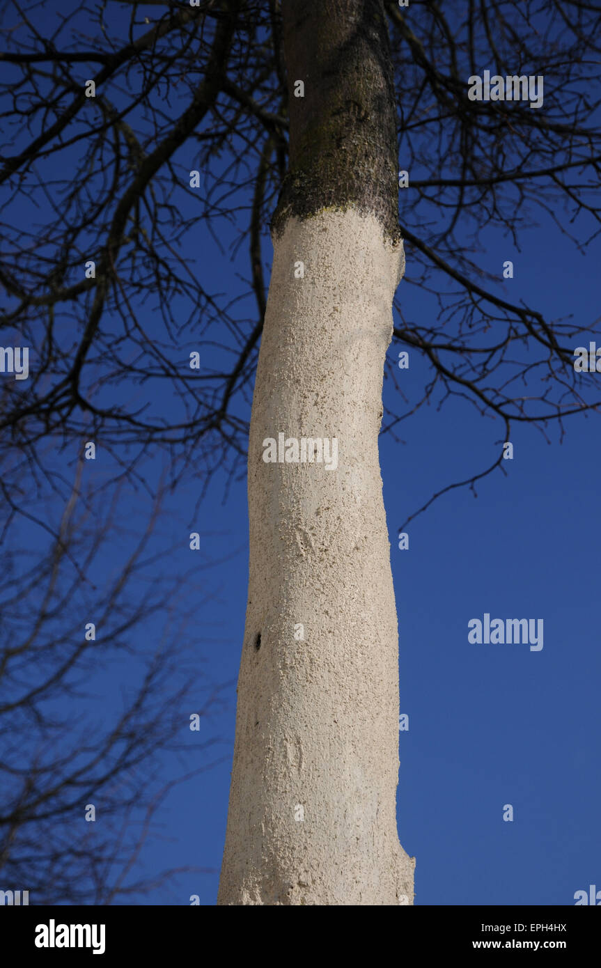 Bark protect Stock Photo