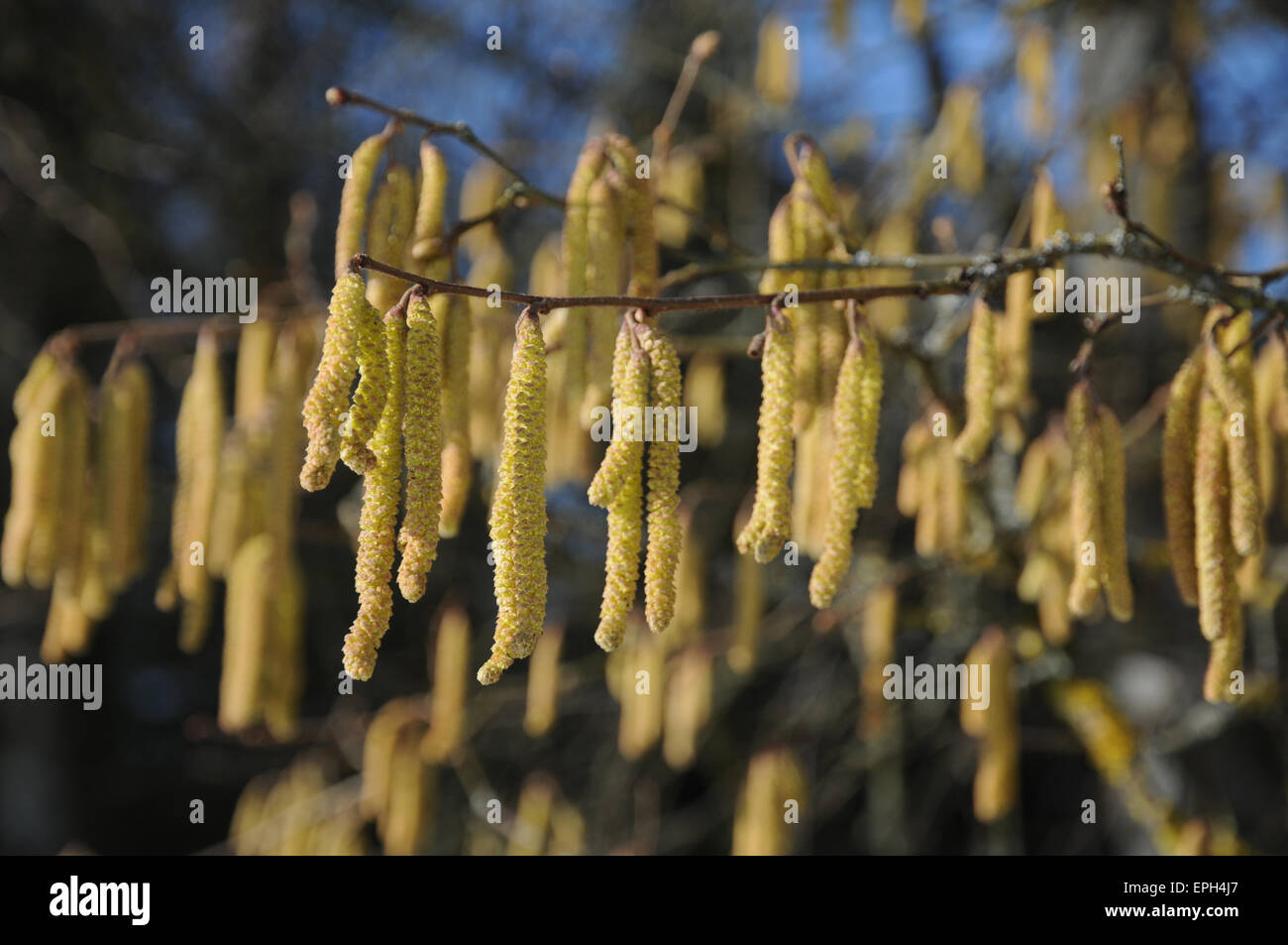 Hazel Stock Photo - Alamy
