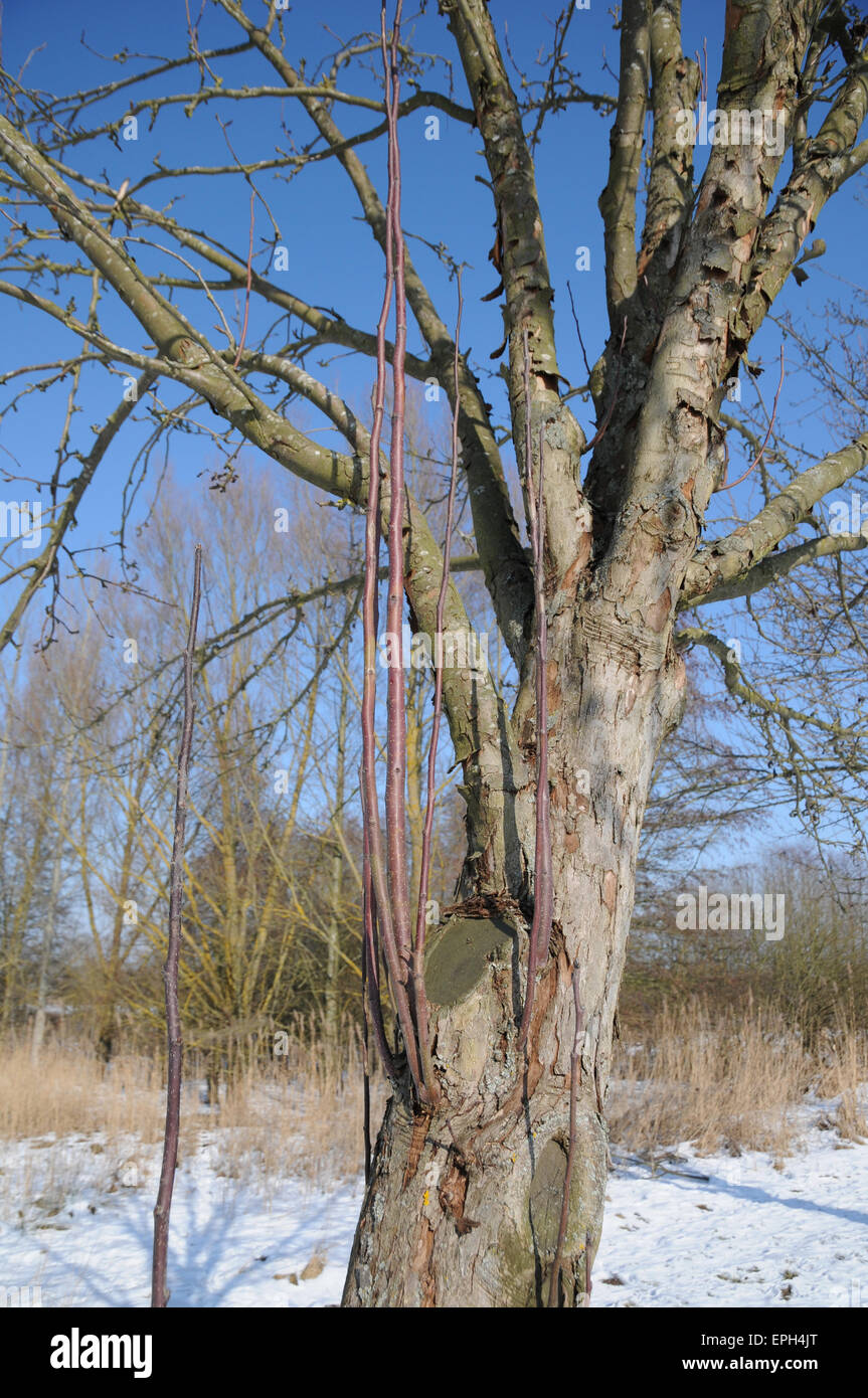 European crab apple Stock Photo Alamy