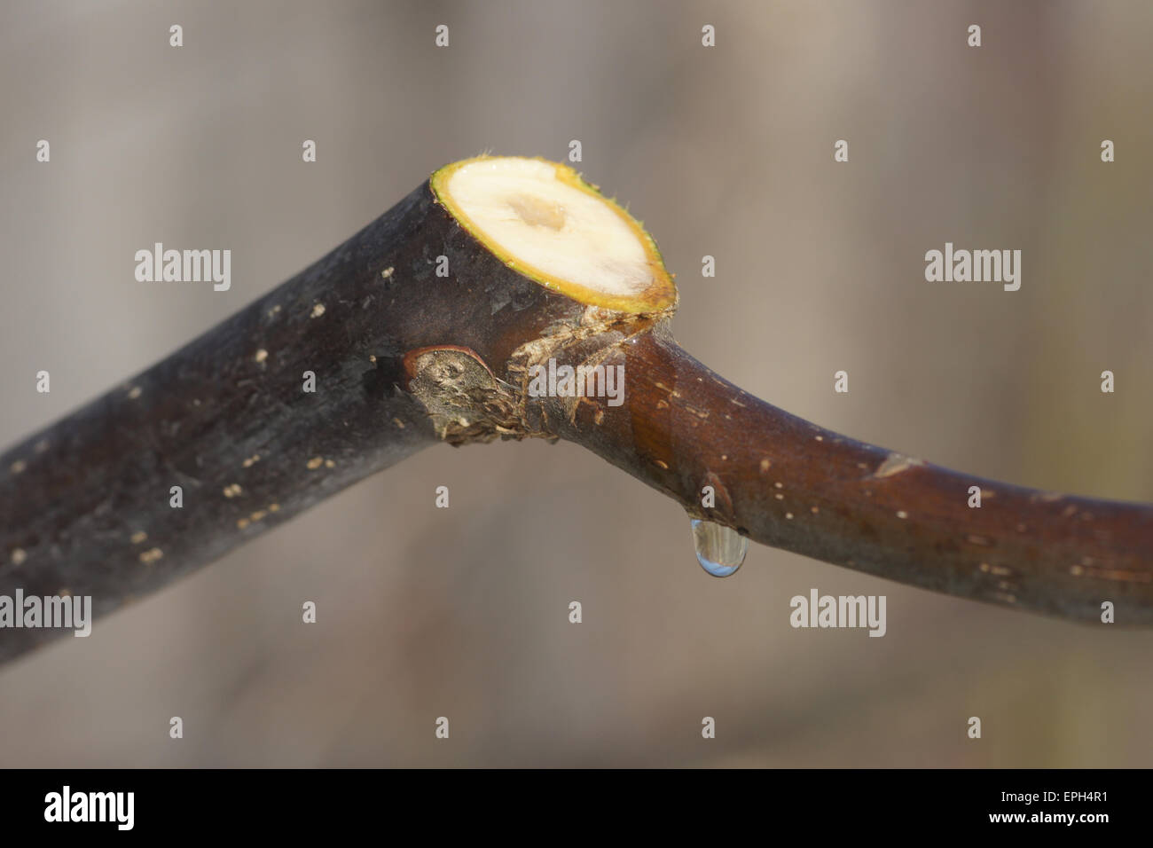 Walnut, pruning Stock Photo