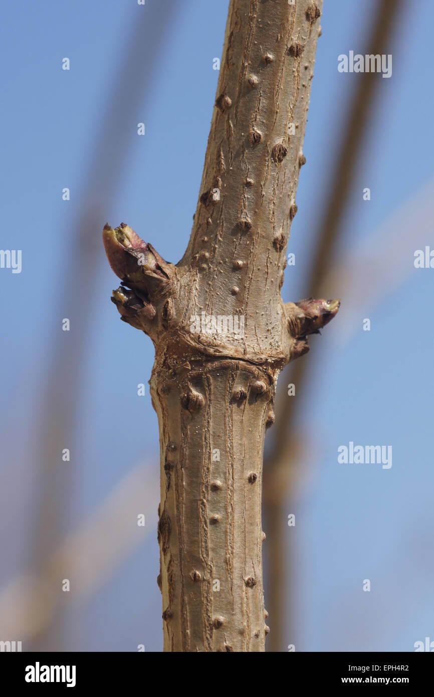 Elder, buds Stock Photo