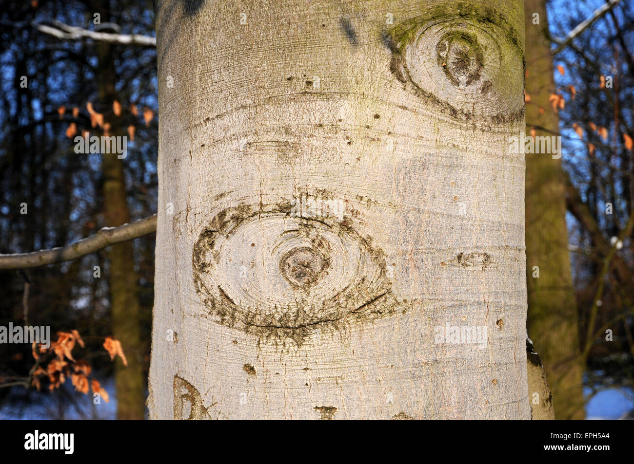 Callus Tree Stock Photos & Callus Tree Stock Images - Alamy