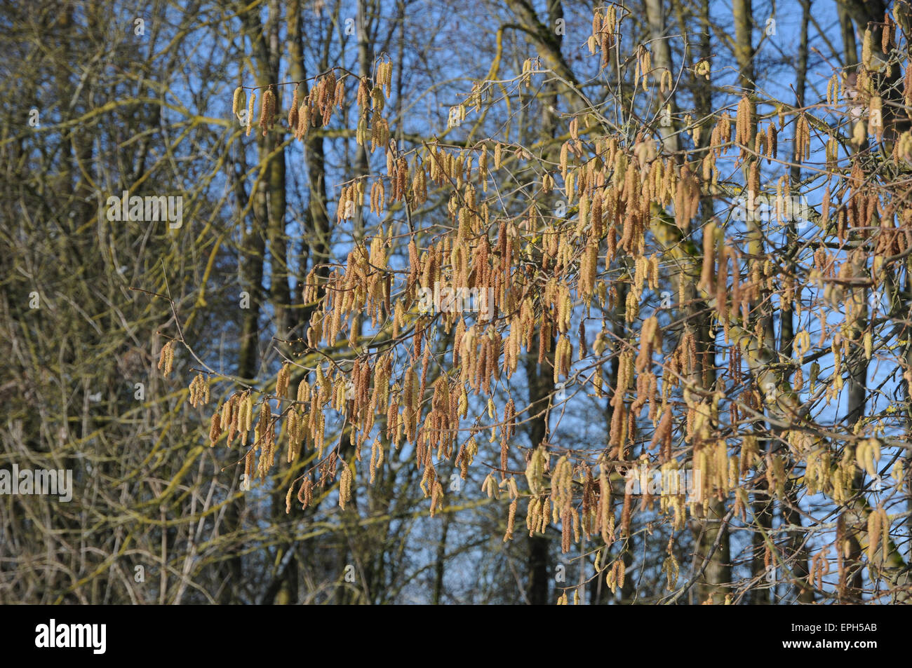 Haslitt Tree Haselruten High Resolution Stock Photography and Images - Alamy