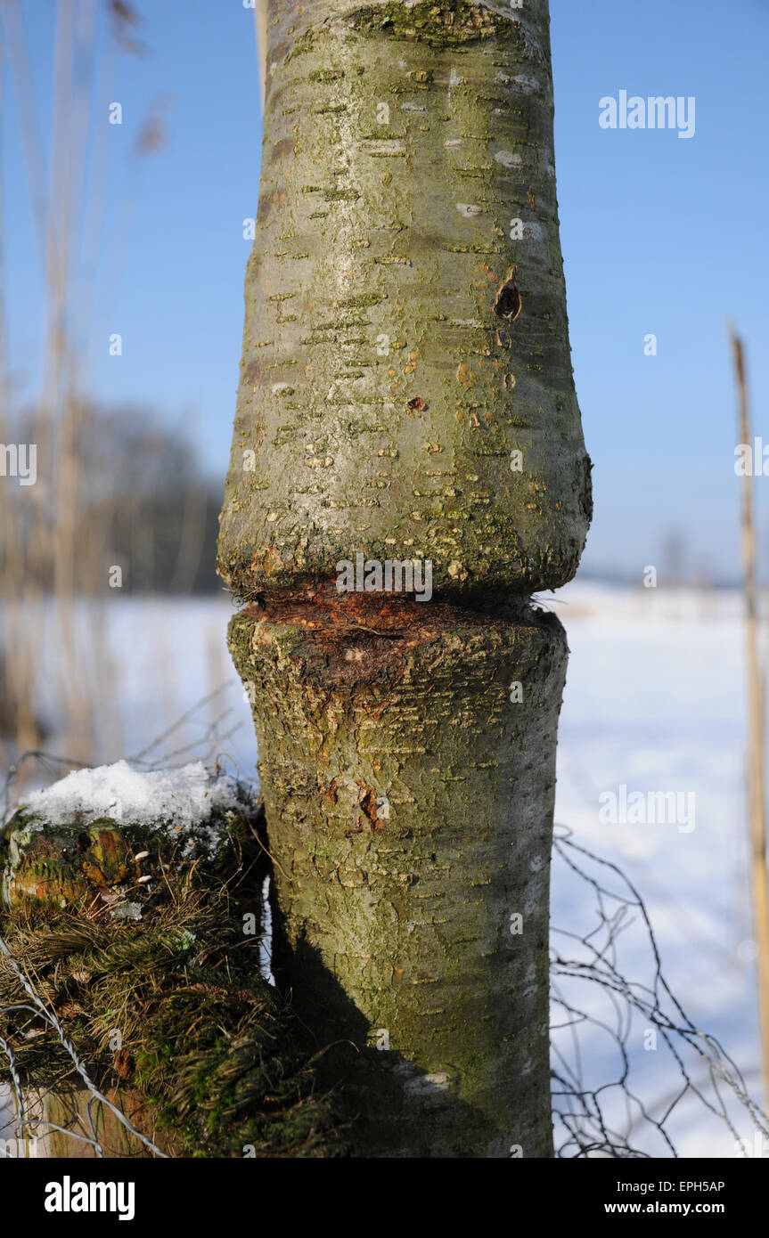 Strangle Stock Photo