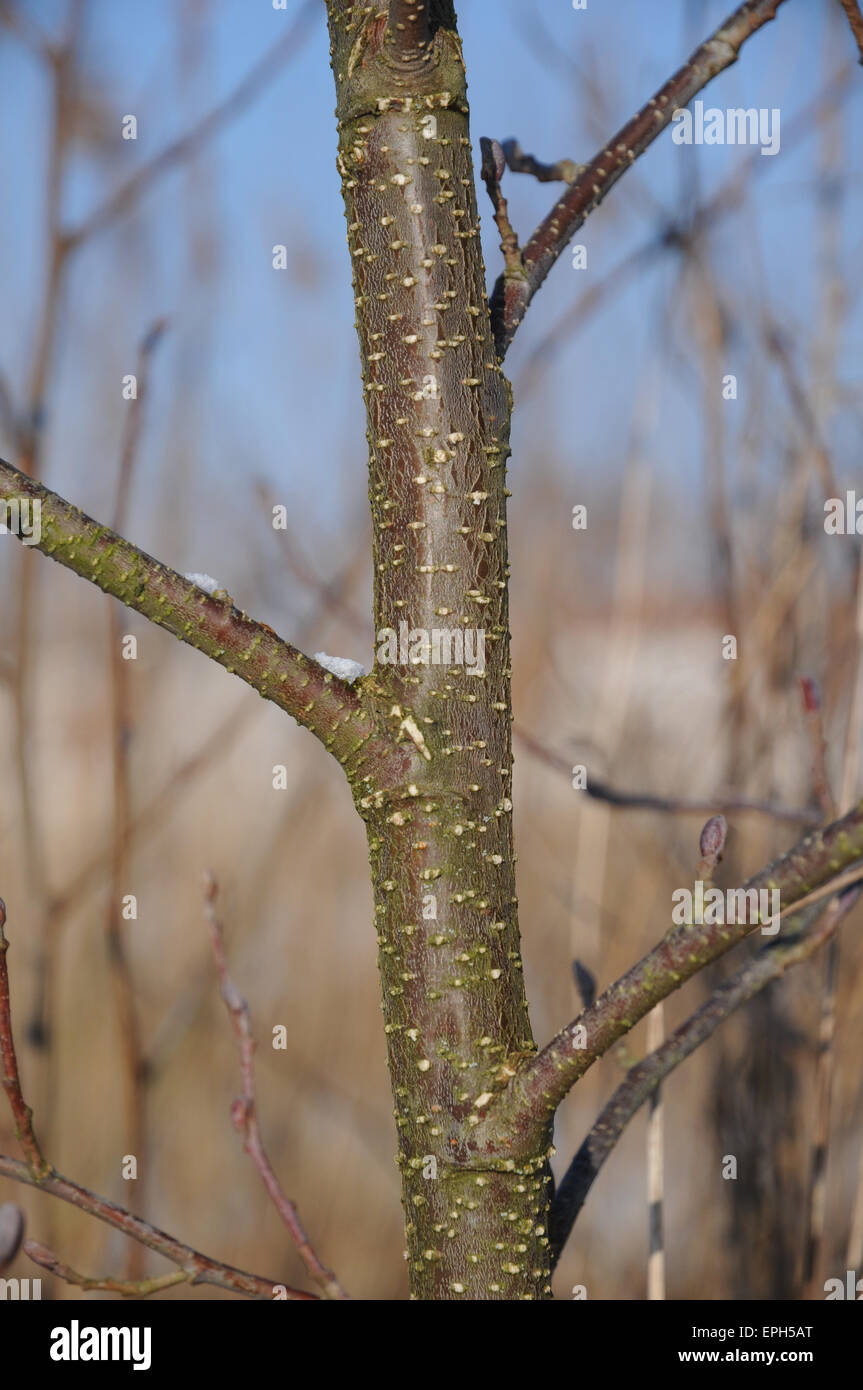 Black alder Stock Photo