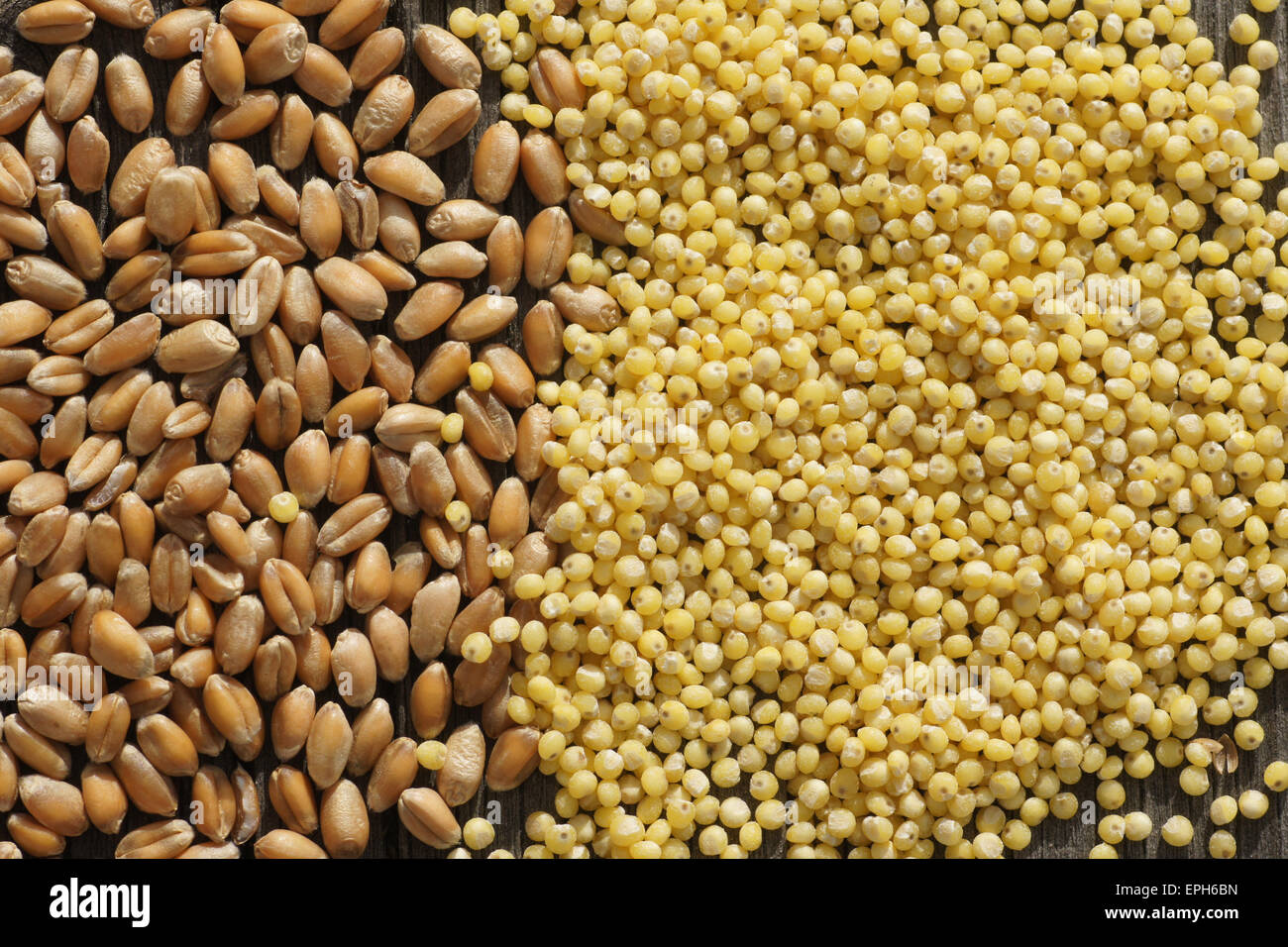 Wheat and millet Stock Photo Alamy