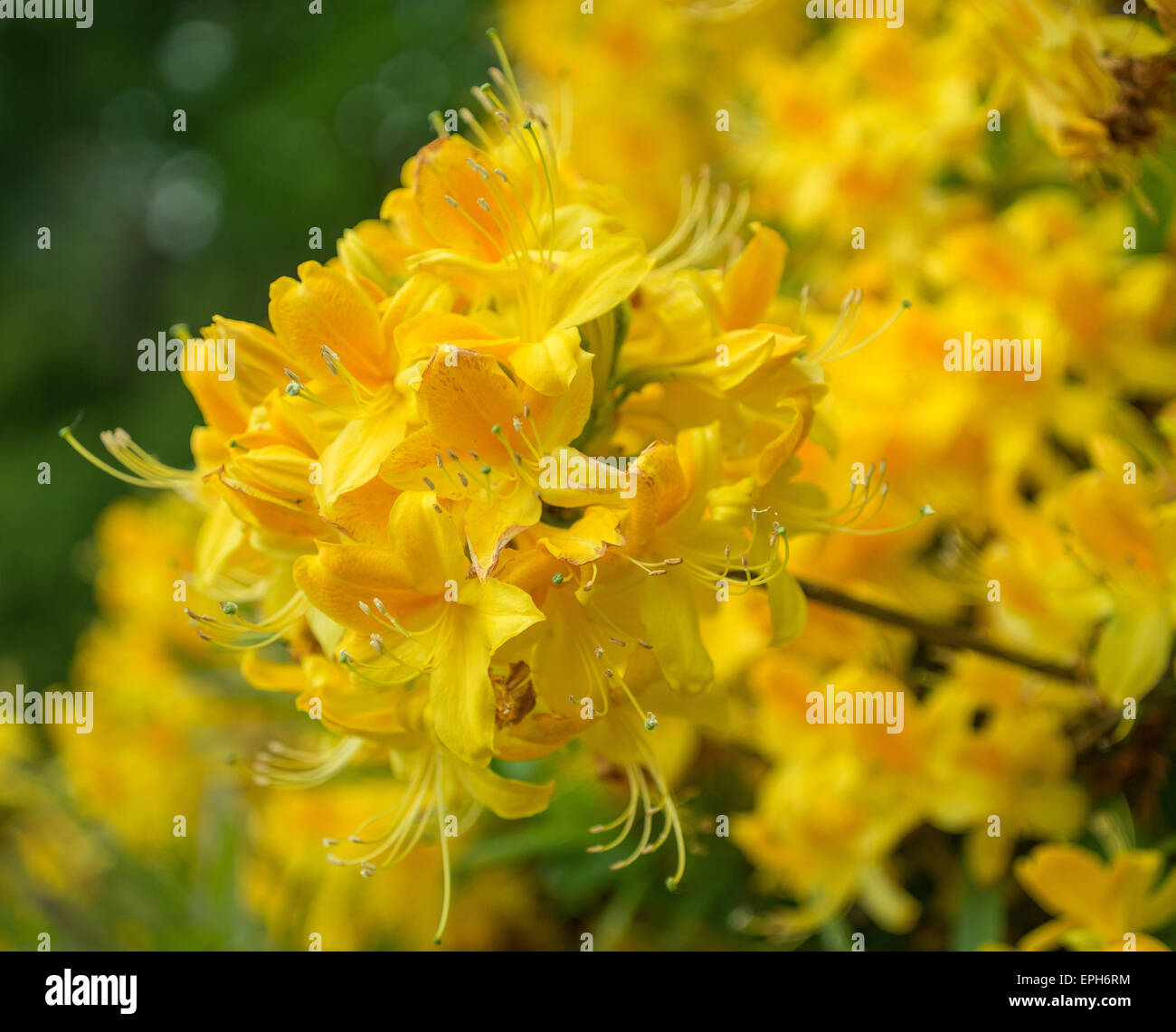 Rhododendron luteum azalea yellow flowers Stock Photo